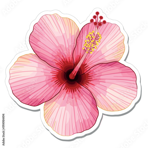 A vibrant pink hibiscus flower with yellow stamens and red centers on a white background