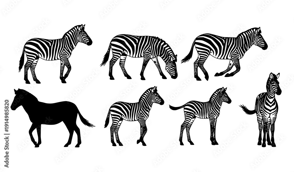 Fototapeta premium Zebra Silhouette Vector Set with Multiple Standing Running and Grazing Poses