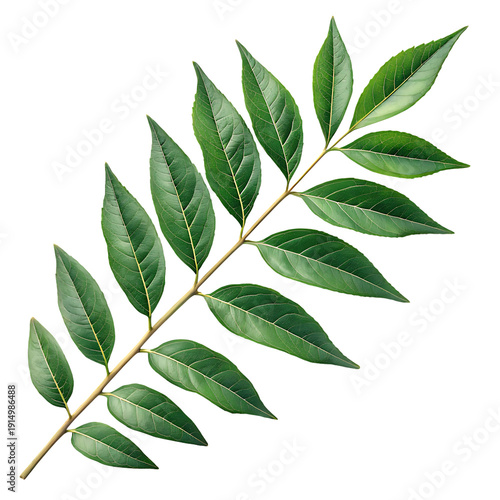 Green leaves on a branch with pointed tips and veins on a white background for design and decoration purposes transparent background