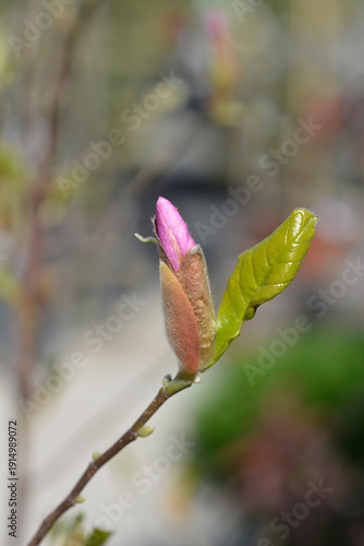Magnolia branch with flower bud - Latin name - Magnolia George Henry Kern