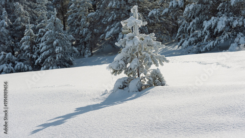 Lone pine tree and its shadow on white snow against dark forest background.
