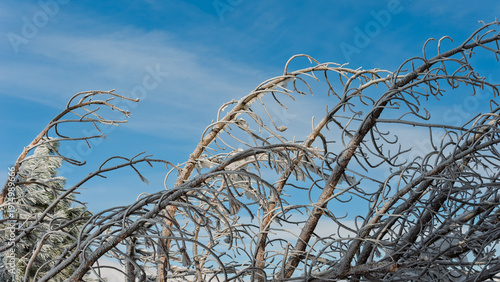 Curved tree branches covered in thick hoarfrost against a clear blue sky.
