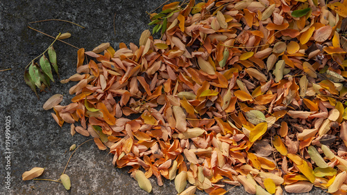 Fallen Autumn Leaves in Cream, Green, and Orange on Gray Concrete Surface. Web Banner.