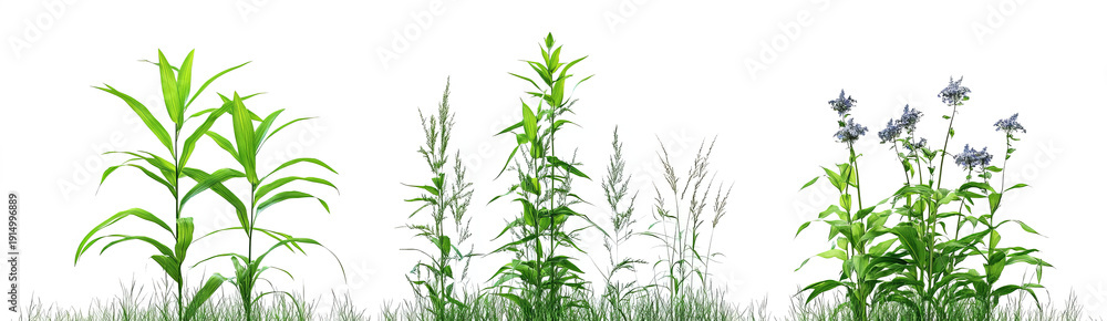 Obraz premium tall grasses growing in different stages, with a transparent background. 
