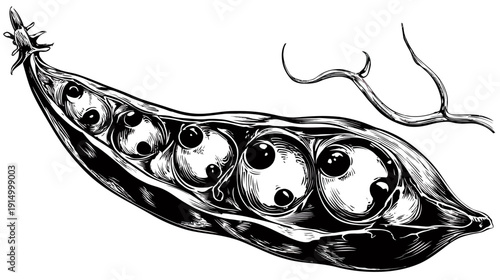 Intricate black and white illustration of a split open pod revealing several round seeds