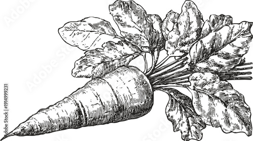 A detailed illustration of a carrot with its green leaves, rendered in a black and white style