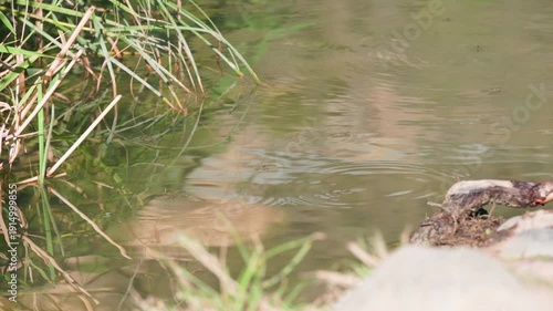 Small insects moving on the surface of a quiet river near the grassy bank with gentle ripples