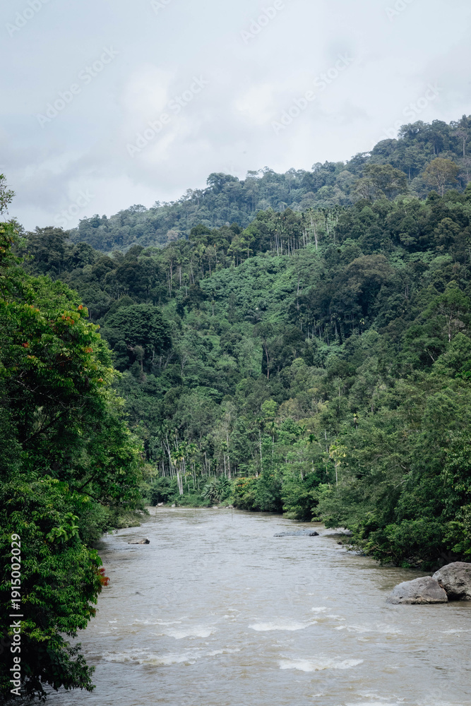 Fototapeta premium Serene river flowing through lush green forest landscape.