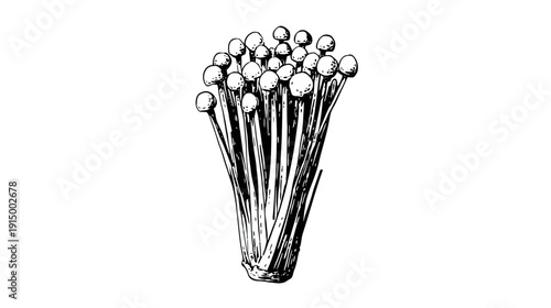 An illustration depicts a cluster of mushrooms, drawn in black and white, against a white background