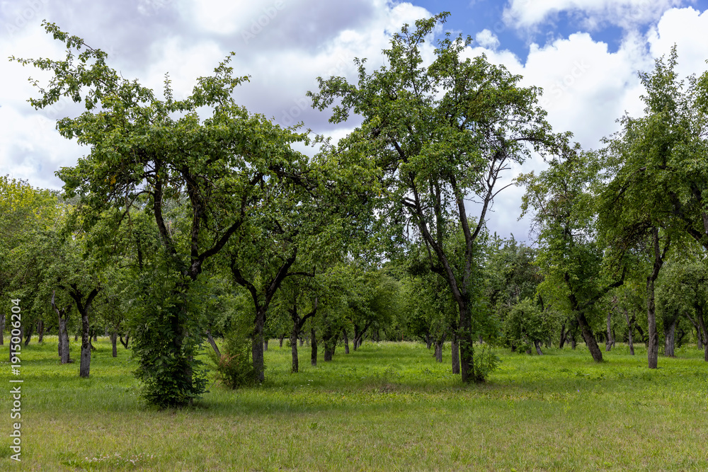Fototapeta premium an old apple orchard with abandoned trees that are not being cared for, rows of trees in the orchard in the summer
