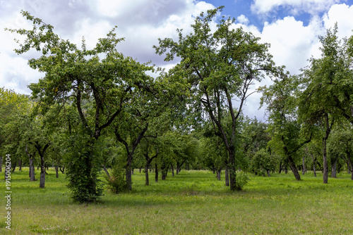 an old apple orchard with abandoned trees that are not being cared for, rows of trees in the orchard in the summer