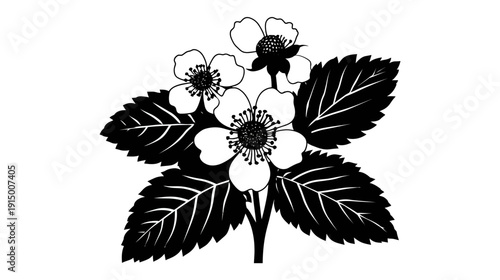 A monochrome illustration of strawberry plant with flowers and leaves. A graphical image on white