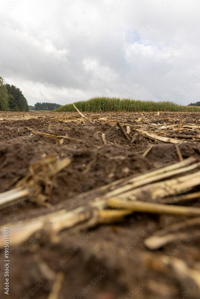 Obraz premium a corn field in cloudy cold autumn during harvest, an agricultural field with a ripe corn crop that is harvested and after harvesting, the soil and pieces of corn are left