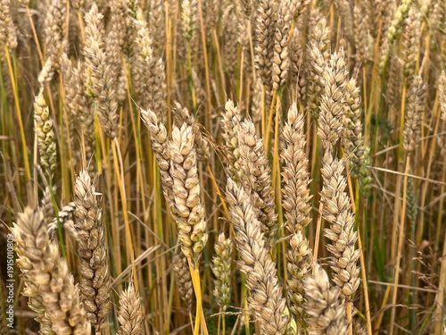 ears of wheat in field