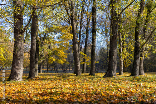 sunrise in the park with autumn foliage in sunny weather, beautiful autumn nature in the park with deciduous trees and lots of maple trees with yellow falling foliage