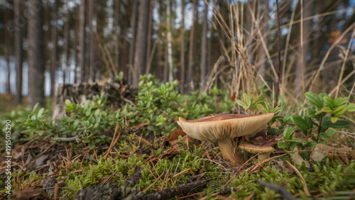 MUSHROOMS - Small life forms in the forest