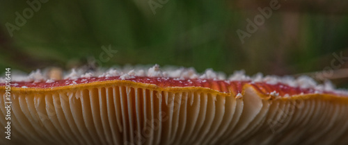 MUSHROOMS - Small life forms in the forest