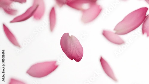 Falling pink cherry blossom petals on white background.