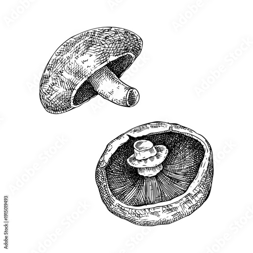 Portobello mushrooms hand drawn vector illustrations set. Culinary fungi sketches for restaurant menu design or vegetarian food labels. NOT AI generated