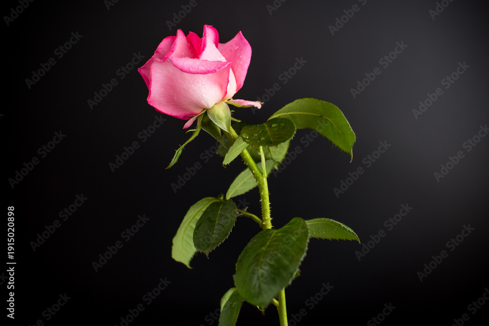 Obraz premium Single pink rose on pink background isolated