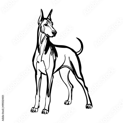 Dibujo con línea continua de un perro dóberman 