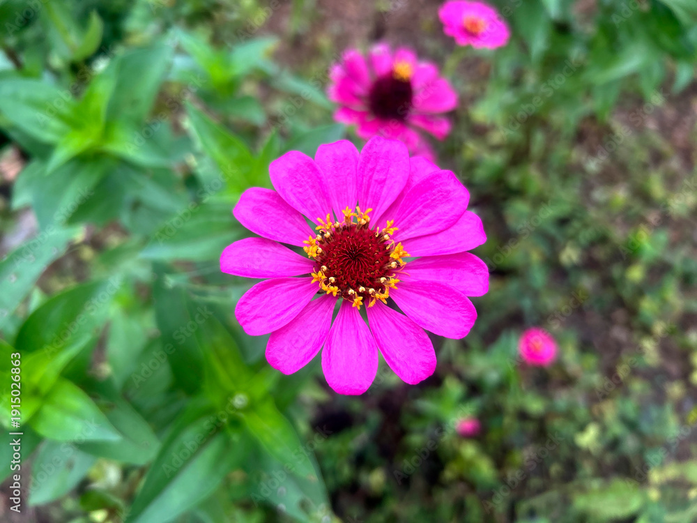 Fototapeta premium Close-up of a vibrant pink zinnia flower with bright yellow stamens and a red center, surrounded by green leaves in a natural garden setting.