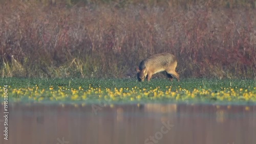 Small Wild Deer Foraging in Meadow with Yellow Flowers near Water