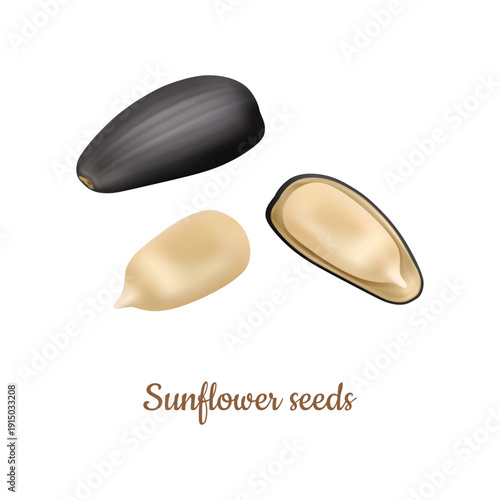 Sunflower kernels realistic unshelled and with shells. Vector raw or roasted asteraceae seeds, salted or flavored snack food. Vegetable proteins and healthy fats source. Sweets and desserts ingredient