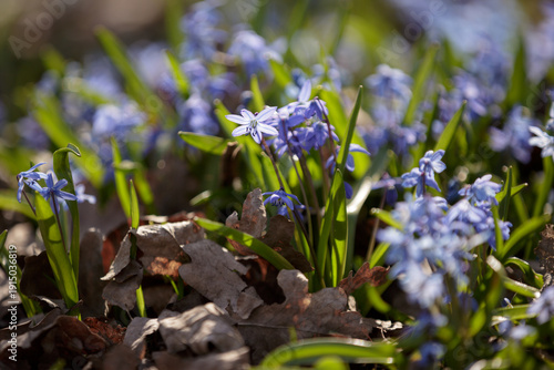 Scilla siberica