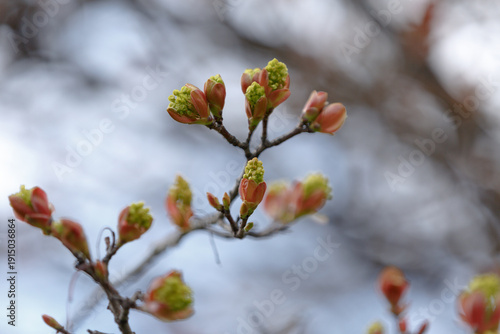 Maple flowers. Flowering maple branch with seeds in spring. Spring buds on a tree. Closeup of flowers and young leaves of the maple tree (Acer platanoides)