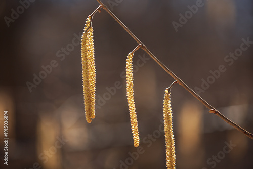 Corylus avellana. Catkins of the common hazel in springtime. Close-up of yellow flowering hazelnut catkins on blurred background. Selective focus