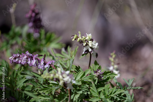 Corydalis solida.Corydalis Lutea. Yellow flower. Delicate yellow tubular wild flowers with foliage. Blossom forest floor in early spring