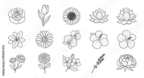 Set of 15 realistic flower illustrations rose tulip sunflower lotus lily daisy orchid hibiscus zinnia peony lavender