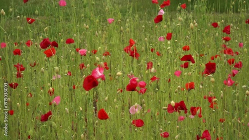 Wallpaper Mural Field of vibrant red and pink poppies sway among green stems and buds on a windy day. Bright, lively summer scene with colorful flowers moving naturally in the breeze across meadow.  Torontodigital.ca
