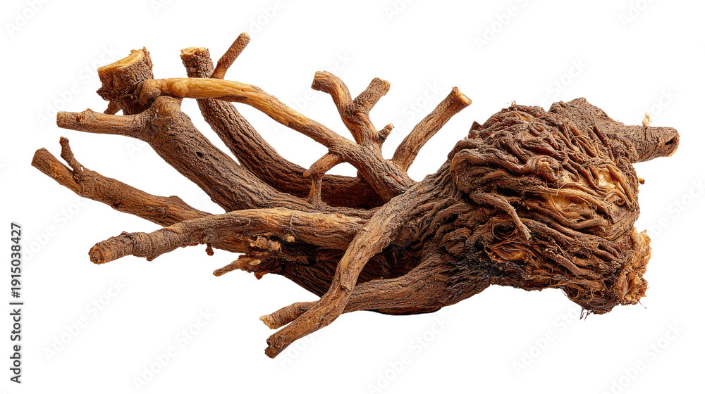 Fototapeta premium Woody Root: An intriguing and textured image presents the intricate detail of a woody root system, showcasing the raw beauty of natural structure and growth.