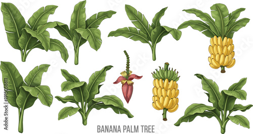 Banana Palm Tree Illustration Set with Green Tropical Leaves, Banana Bunches, and Flower Elements for Botanical, Agriculture, and Nature Vector Designs