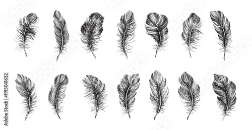 Collection of Hand-Drawn Feathers