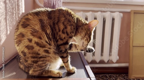Beautiful Bengal cat grooming itself while sitting on a small table indoors. The domestic feline calmly licks its paws and cleans its ears in soft natural daylight. Cozy home atmosphere, peaceful life