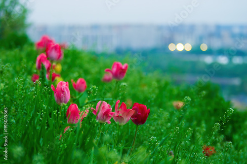 Pink tulips blooming brightly in tall green grass and small white wildflowers, with a blurred cityscape and evening lights in the background under a soft blue sky