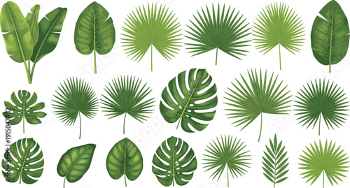 Tropical Green Leaf Vector Collection with Monstera, Palm Fronds, Banana Leaves, and Exotic Jungle Foliage Isolated on Light Background