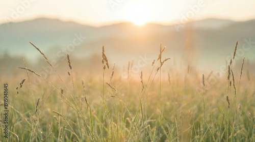 Golden sunrise over a misty meadow with tall grasses in the foreground