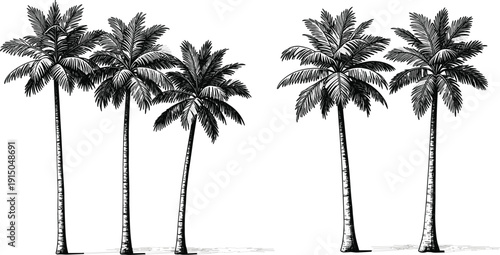 Black Palm Tree Silhouette Vector Set with Tropical Coconut Trees Isolated on Light Background for Summer Beach and Exotic Design Projects