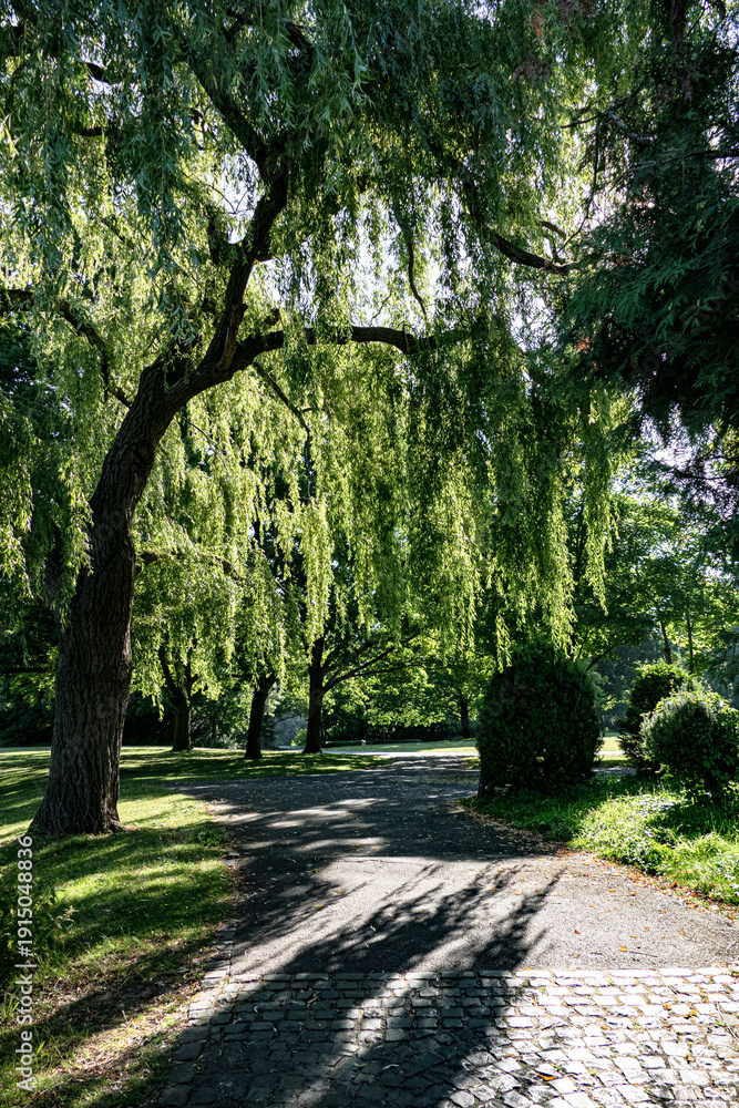 Fototapeta premium Peaceful Park Path Under a Weeping Willow