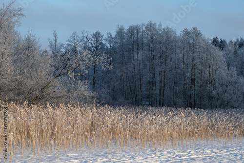 Wallpaper Mural Winter landscape in Tampere, Finland with frosty trees Torontodigital.ca