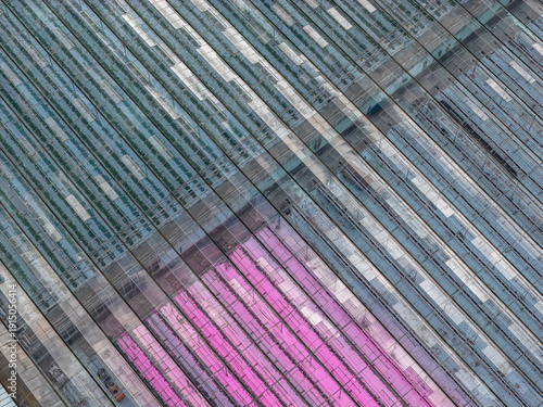 Aerial view of linear patterns of greenhouses, where one section bursts with vibrant pink hues against the muted tones of the others, Plouguerneau, Bretagne, France.