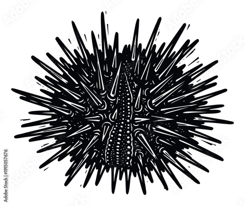 Striking graphic portrayal of a sea urchin featuring sharp spiky texture for marine life projects, educational materials, and coastal adventure branding.