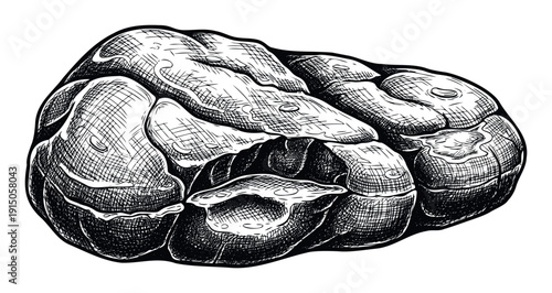 Detailed hand drawn human brain anatomical illustration in a vintage engraving style suitable for medical education and neuroscience presentations