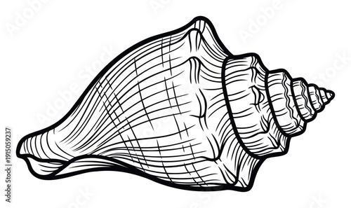 Black and white detailed line drawing of a spiral conch shell perfect for ocean themed designs, marine biology studies, or tropical beach travel advertising
