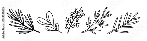 Simple hand drawn botanical outline sprigs featuring diverse leaves and berries, perfect for creating natural themed seasonal greeting cards, labels, gift wrap, scrapbooking, or textile