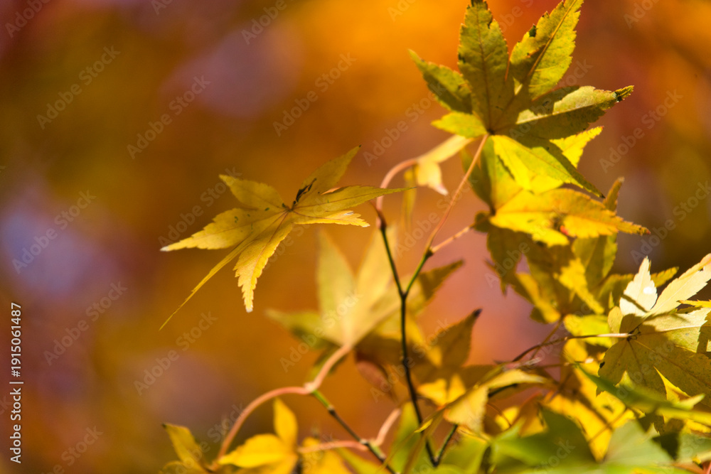Obraz premium Herbstlaub
